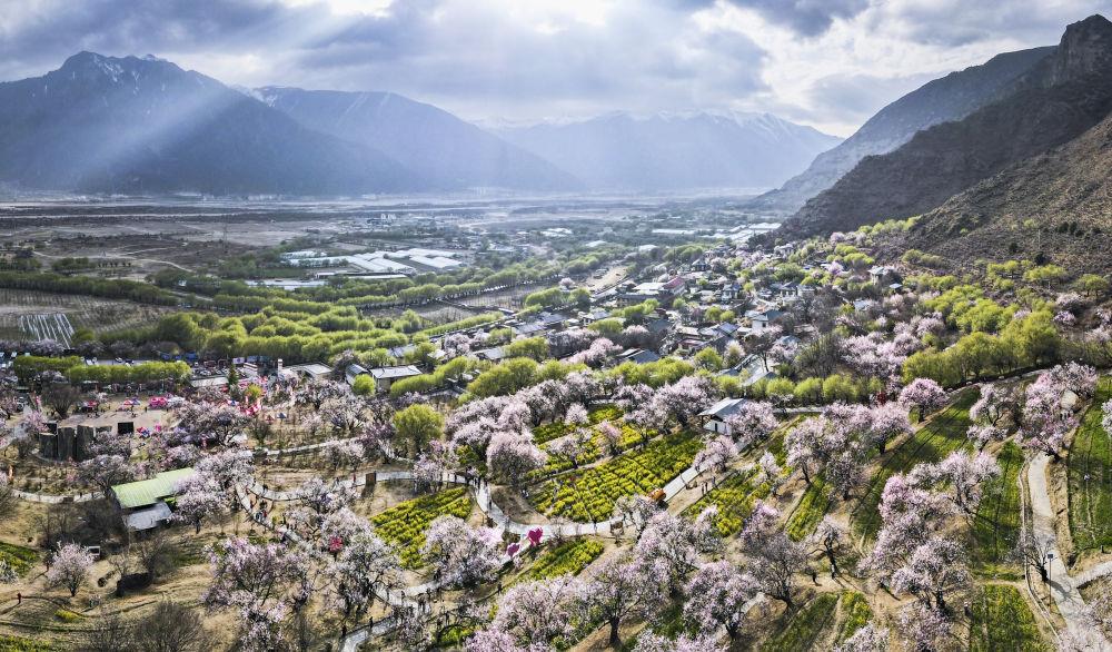 嘎拉村桃花（无人机照片）。嘎拉村紧邻川藏公路，被称为西藏“桃花第一村”。图片来源 新华社