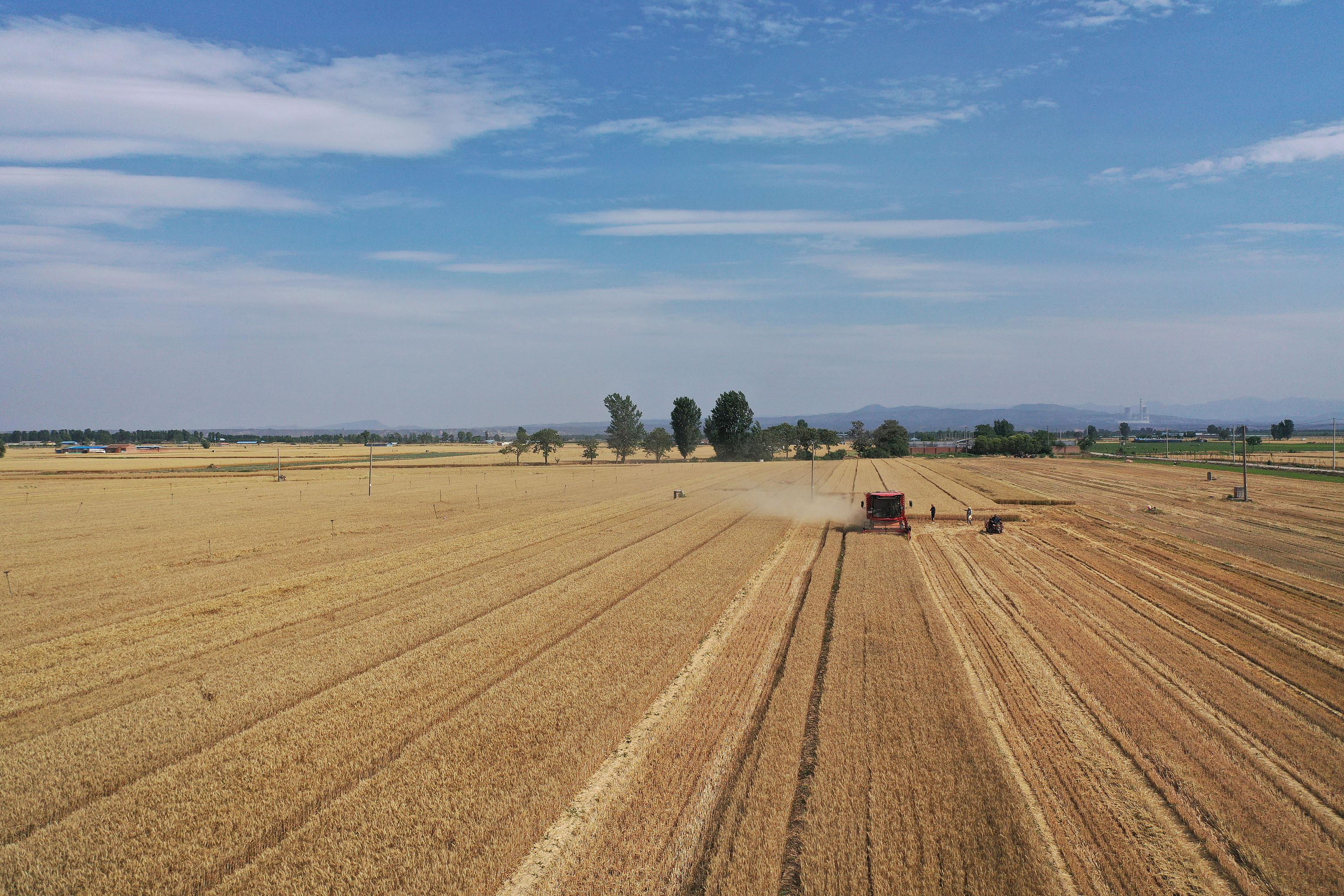 2025年6月3日，河南焦作，温县黄河街道滩王庄村农民驾驶收割机收获小麦。